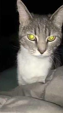 Compilation Of Grey Cat Jumping At Camera