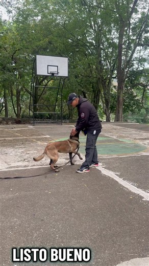 Entrenamiento Canino con Pastor Belga Malinois