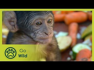 Animal Tools - Animals Like Us 6/11 - Go Wild