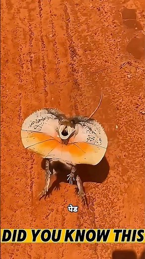 Frilled neck lizard #science #viralshort #sciencefacts