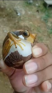 Tagua or vegetable ivory is an incredible traditional craft medium in Panama, and @lanky_ch is the master artist who can produce incredible lifelike representations of endangered amphibians- behold Gastrotheca cornuta the horned marsupial frog! | Panama Amphibian Rescue and Conservation Project
