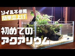 【アクアリウム】初心者でも簡単！侘び草を使った水草流木レイアウト