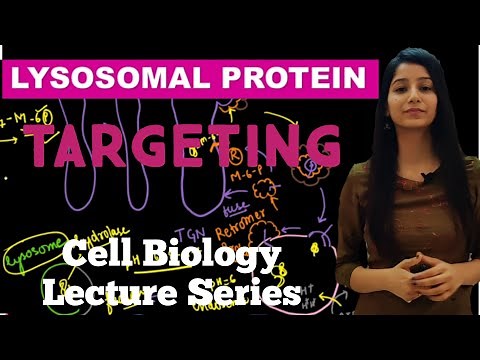 Lysosomal Protein Targeting|Golgi to Lysosome Targeting|Cell Biology Lecture Series|Life Science