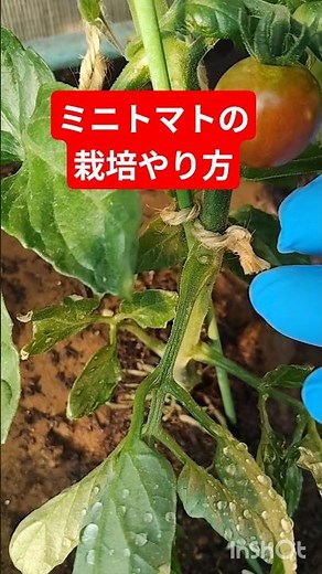 ミニトマトの育て方、収穫がはじまったらやる事が色づき始めたら、その房より下についている古い葉をすべて摘み取ります。