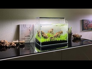 Nano Aquarium einrichten & bepflanzen - Wie geht Aquascaping? - Aquascape richtig starten