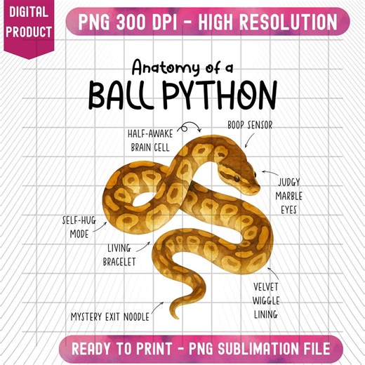Anatomy of Ball Python PNG, Ball Python Diagram Png, Reptile Funny Instant Download Clipart - Etsy
