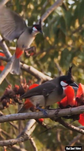 Watch these Red-whiskered Bulbuls Dancing on spring blooms! 🌸