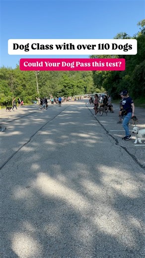 How would your dog do here? Also, guess what I learned after teaching a class with over 120 people? Here’s the thing about socializing your dog. Because our dogs live cooped up inside a house, under exercised, and under socialized, everything they see that is out of their normal day-to-day routine stresses them out. Most owners don’t teach the dogs how to handle stress, so this manifests itself in Reactivity, Barking, nervousness and fear, and it’s at this point where most humans intervene. We n