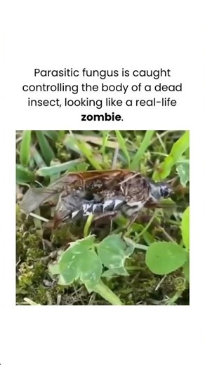 A surprising parasitic fungus.