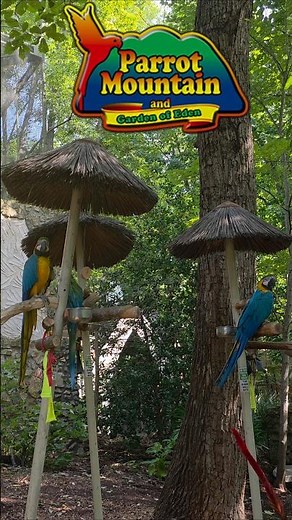 2nd Best Attraction in Pigeon Forge Tennessee | Parrot Mountain and Gardens