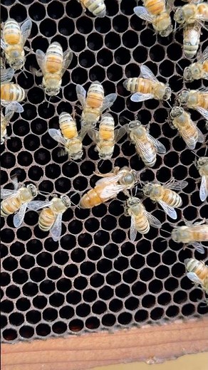 The Life Cycle of a Honeybee Pt. 5 Royal Attendants #bees #beehive #beekeeper #Beekeeping #honeybee