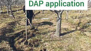 DAP application today in our apple orchard, As the mobility and solubility of phosphorus is less,So ring application is must instead of broadcasting,watch full video you will come to know better way of DAP application. | Green Horticulture Kashmir
