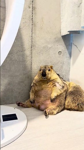 The Most Majestic Marmot Sit Ever #marmot #mamochi #shorts