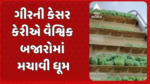 Gir Kesar Mango: ગીરની કેસર કેરીએ વૈશ્વિક બજારોમાં મચાવી ધૂમ
