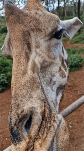 Magical Moments Feeding Giraffes 🦒 - Kenya Adventure #animals