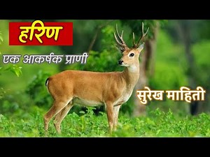हरीण माहिती मराठी | deer information in marathi