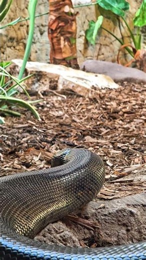Reticulated Python 🐍 #reticulatedpython #snake #zoo #zooanimal