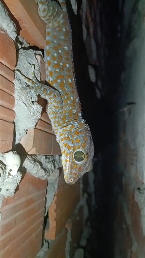 tắc kè trong han tói #iguana #tokek #reptiles #lizard