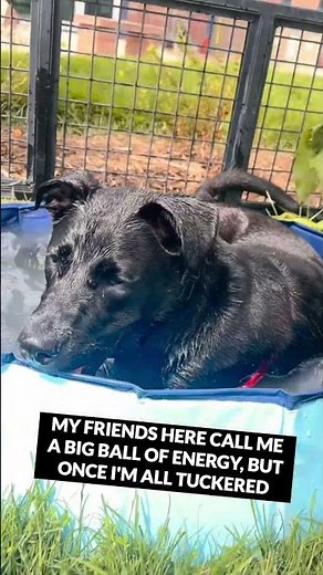Scout the black lab mix at Boulder Valley Humane Society