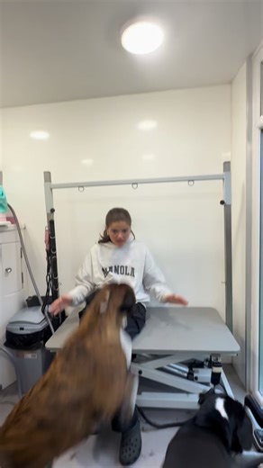 Groom two boxer dog sisters with me 🥰 #boxer #boxerdog #sister #doggrooming #dogs #dogsofinstagram #foryoupage #fyp | Hammond's Hounds