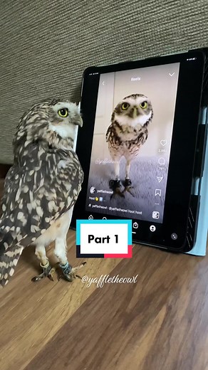 Hilarious Featherless Owl Encounter - Part 1