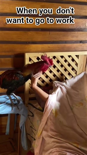 a native alarm clock😄😄😄 #funny