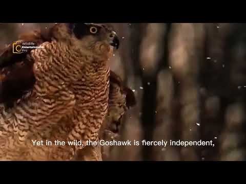 The Deadly Hunt of the Goshawk 🦅 | Full Wildlife Documentary #youtube