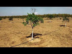 Mango Orchard Development and Drip Pipe line fittings for irrigation