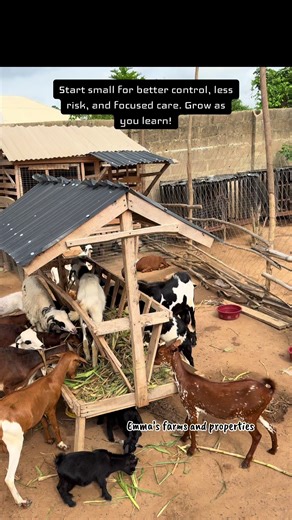 Raising West African Dwarf Goats