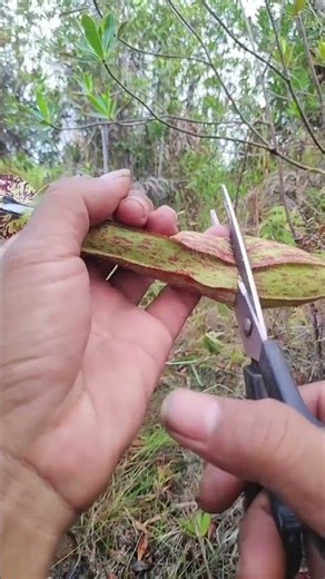 What Was Hidden Inside This Plant? | Nature Discovery🌿