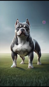 4.1K views · 62 reactions | The most muscular dog ever  what should I do next? Any ideas? | MBA Studio | Facebook