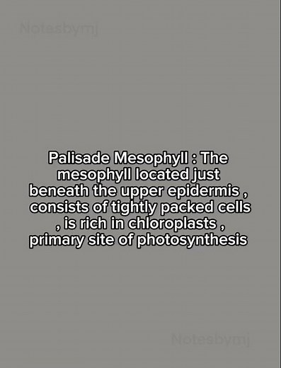 What is Palisade Mesophyll? | Definition + Function Explained