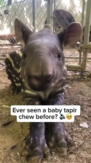 Wildlife & Animals on Instagram: "Tapirs are gentle, plant-eating mammals found in the forests and grasslands of Central and South America, and Southeast Asia. They are closely related to horses and rhinos and are known for their short, flexible snouts, which they use to grab leaves and fruit. Baby tapirs, called calves, are born with white spots and stripes across their dark brown bodies. These markings help them blend into their surroundings and stay hidden from predators. As they grow, the pa