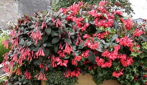 Quelle période pour tailler un fuchsia ?