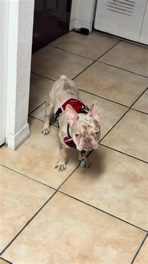 French Bulldog Care Tips for Happy Companionship