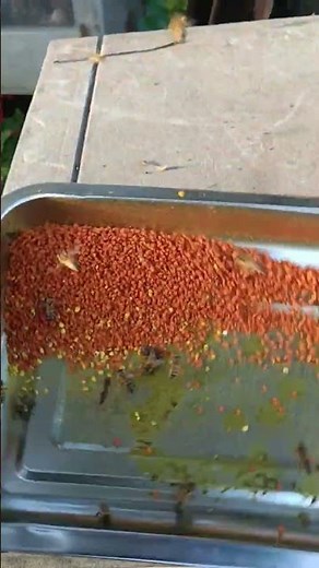 Bee Pollen Harvesting | Collecting Fresh Golden Pollen From Honey Bees