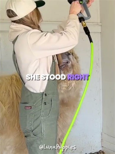 This Cow Supervised Her Entire Barn Makeover 🐄✨ #shorts