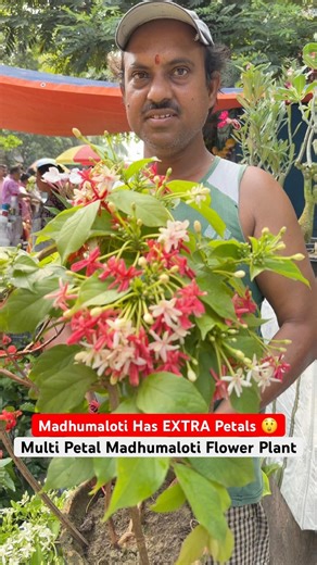 Rare Double Madhumaloti 🌸 Stunning Bloom at Galiffstreet!