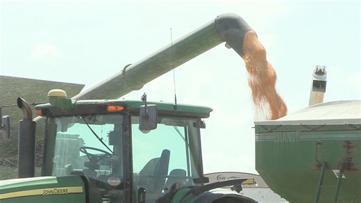 19K views · 236 reactions | Corn yields on most Arkansas farms this year are good. Some are great. Yet, costs to raise corn continue to climb while market prices remain near 1970s levels. Veteran growers talk about their 2025 harvest and increasing challenges. | Arkansas Farm Bureau Federation | Facebook