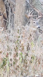 966K views · 9.4K reactions | Hunting from the ground behind a tree stump. Got in nice and early and cleared all the leaves so i could move without making any noise. This nice young buck decided to come hang out with me. He was maybe 15-20 yards from me for a good 5 minutes. It was pretty cool having him that close and he never had any idea I was there. #deer #buck #antlers #whitetail | Reel Fresh Catch | Facebook