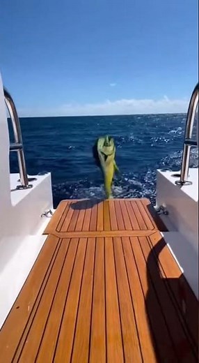 WHAT JUMPED WITH THEM?! Dolphins Leapt to Amazing Ocean Heights #dolphins #ocean #wildlife