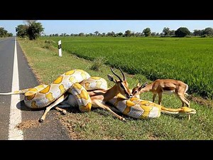 rescue animal :Giant Albino Python Attacks Gazelle Mother: The Dramatic Roadside Rescue
