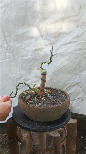 Fruiting mulberry wiring... #gardening #bonsai #bonsailovers | Kidz Joe