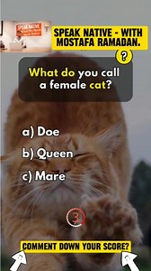 230K views · 4.8K reactions | General knowledge quiz part 74: Fair warning, it's a bit tricky! Watch until the end to find out. #speaknativewithmostafaramadan #SpeakNative #synonyms #US #UnitedStates #quiz #QuizTime #challenge #generalknowledge #canada #australia #uk #quiznight #BrainChallenge #ChallengeChallenge #challengeyourself | Speak Native - With Mostafa Ramadan | Facebook