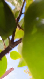 While we were painting, shoveling, stacking, cleaning, packing, carrying, distributing, harvesting, building, and inspiring, we couldn’t help but pass the phone along! Follow the phone’s POV to see where over 1,000 members of our Concordia family served in our community for Concordia Serves Day 🌱 — Thank you to our partners! @abidingsavior charity.on.wheels @habitatoc @habitatocrestore @maryskitchenpantry @stpaulslutheranschool @saintpaulsorange @searchlightministries @fullcircleorange @ocrescu