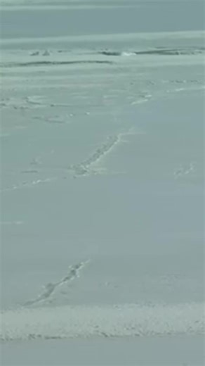 Understanding Nihilism Through a Penguin's Journey