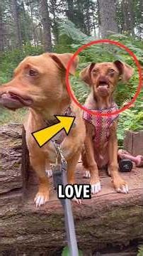 If You Ever See These Dogs… You Might Laugh Then Fall in Love