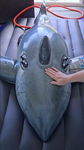 Inflatable Shark Filled with Water