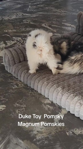 Duke the Toy Pomsky is available 1-27-2026 Www.magnumpomskies.com #everyone #Pomsky #kardashian #everyonehighlights #pomskypuppies