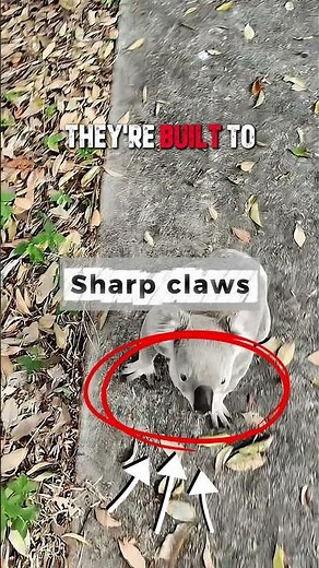 Why This Koala Is Actually Dangerous